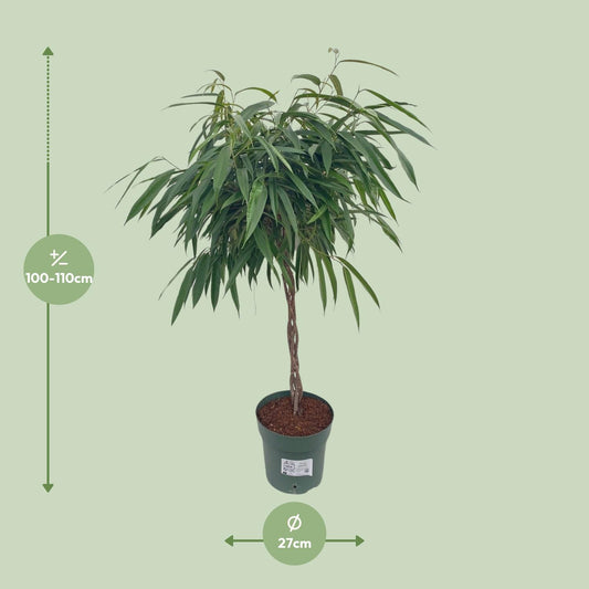 Ficus Mahori / Alii Gevlochten - Ø27cm - ↕110cm