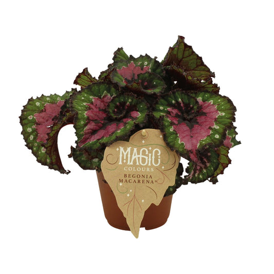 Begonia Rex Macarena - Ø12 ↕25