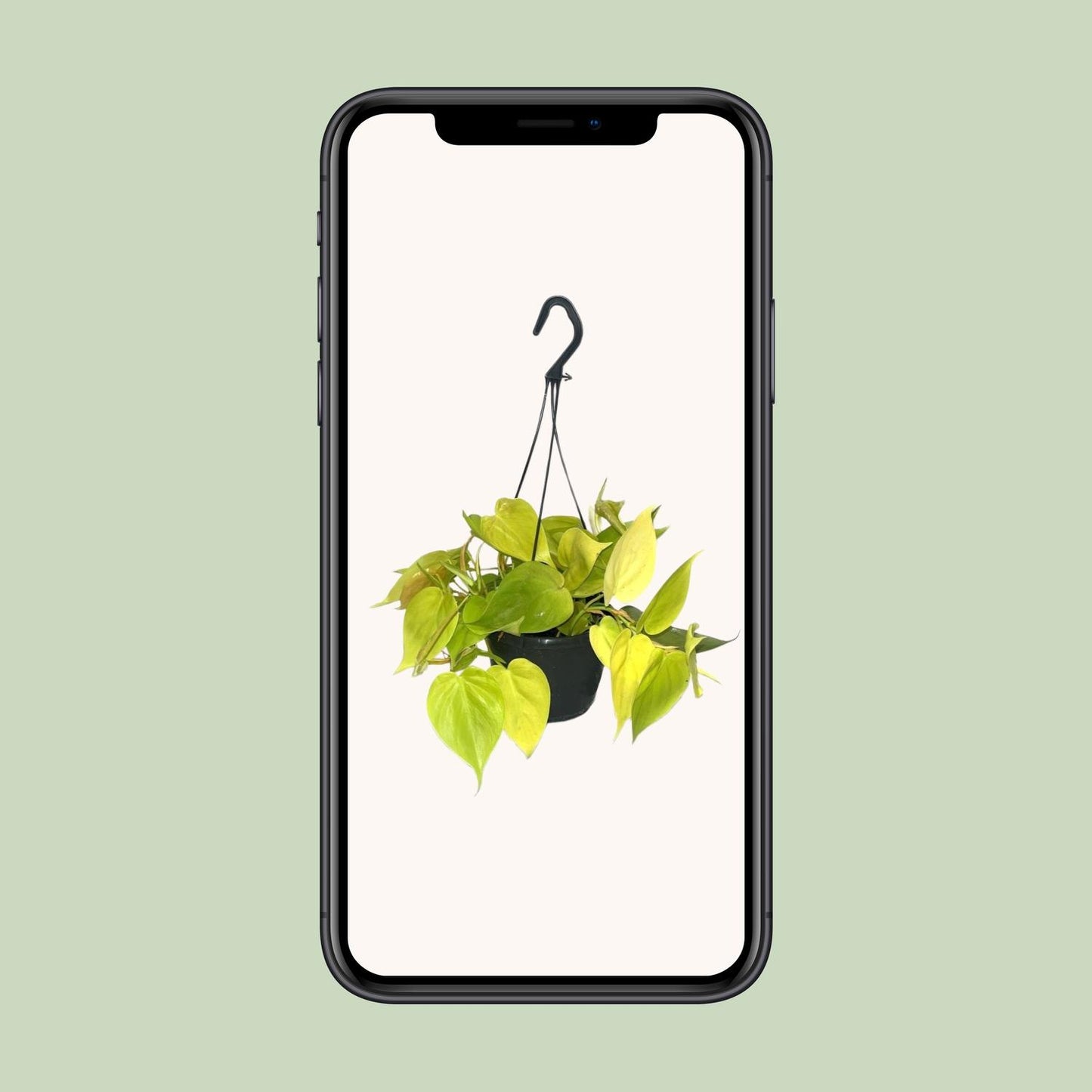 Philodendron Lime - Ø15cm - ↕35cm