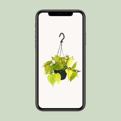 Philodendron Lime - Ø15cm - ↕35cm
