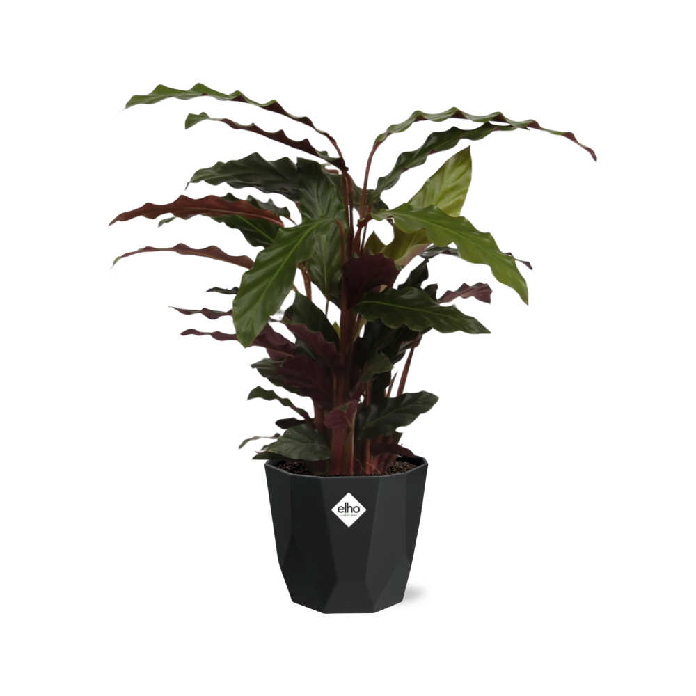 Calathea Rufibarba ‘Tropistar’ in 14cm b.for rock living black