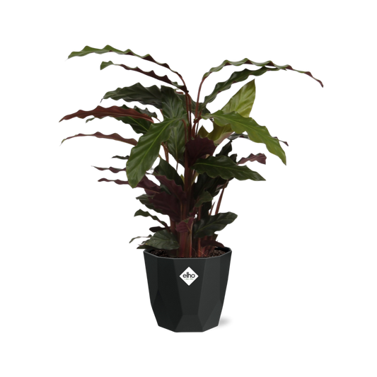 Calathea Rufibarba ‘Tropistar’ in 14cm b.for rock living black