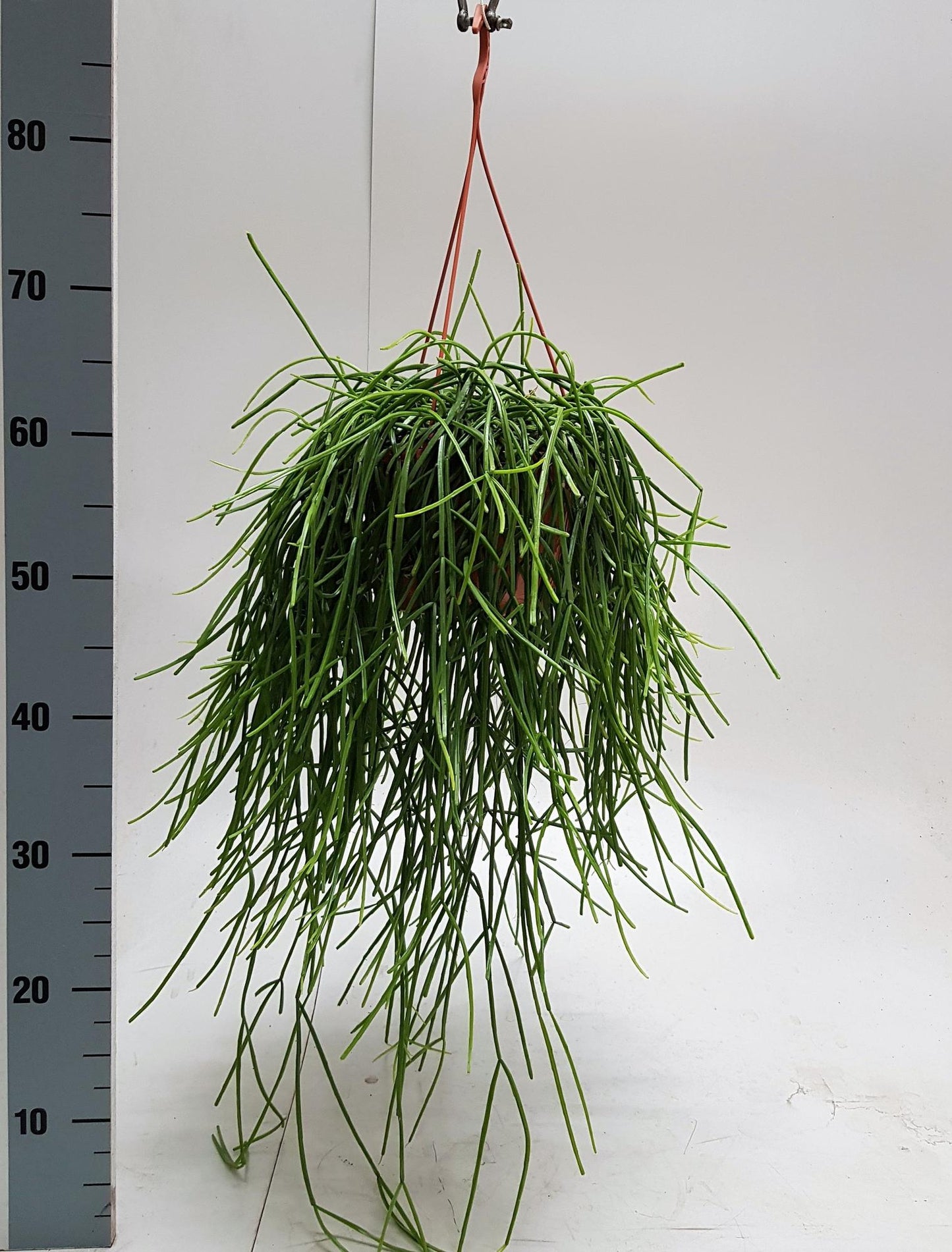 Rhipsalis Kirbergii 20cm - Ø20cm - ↕50cm