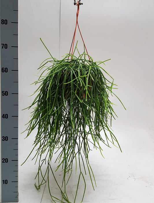 Rhipsalis Kirbergii 20cm - Ø20cm - ↕50cm