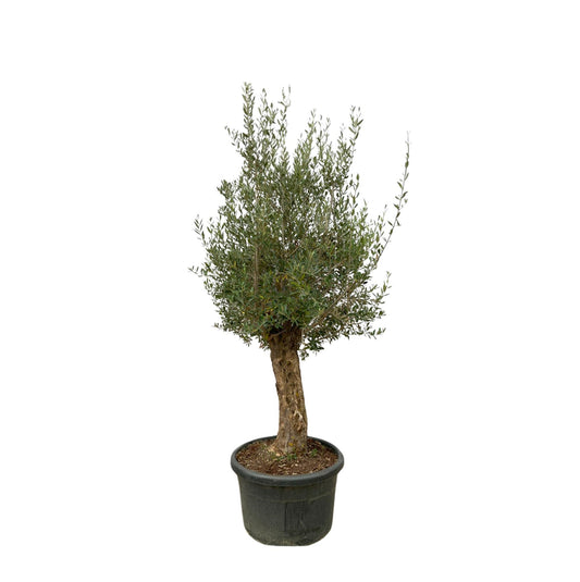Olivenbaum Bonsai 250 cm – Mediterrane Kübelpflanze elegant & pflegeleicht