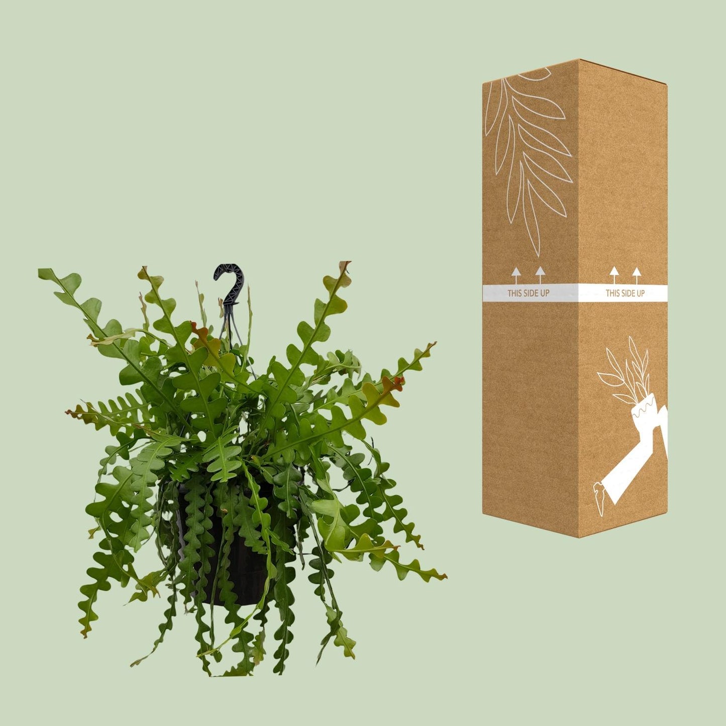 Epiphyllum Anguleiger - Ø25cm - ↕60cm
