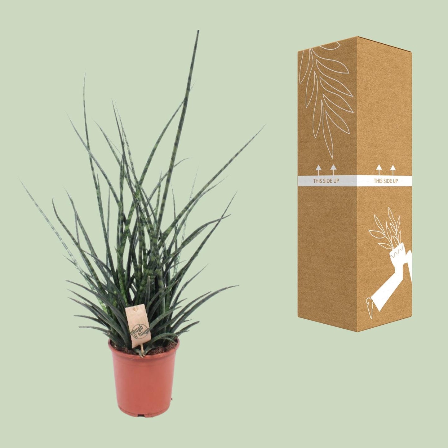 Sansevieria Fernwood Punk - Ø17cm - ↕65cm