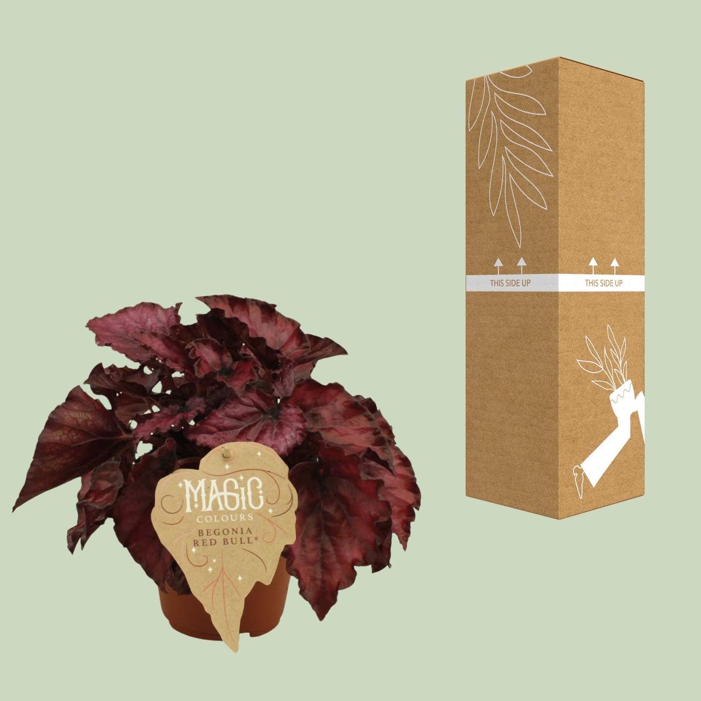 Begonia Rex Redbull - Ø12 ↕25