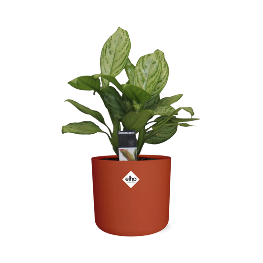 Aglaonema Christina in ELHO b.for soft rond 14cm brique