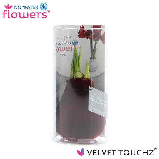 No Water Flowers Velvet Touchz® Bordeaux In Koker - ↕15cm