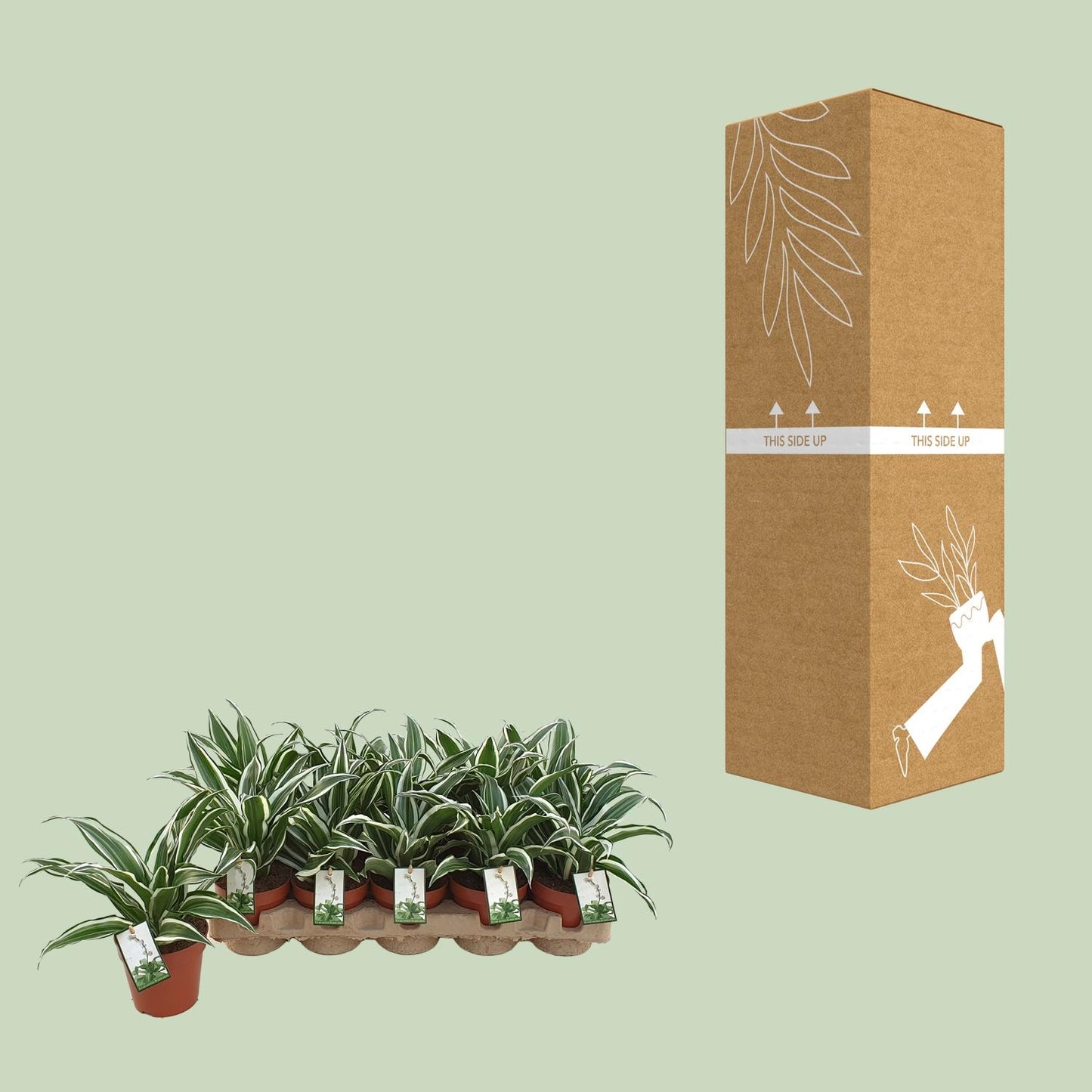 Dracaena White Jewel - Ø12cm - ↕25cm