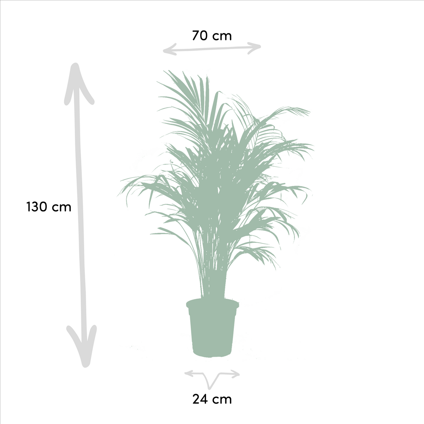 Goldfruchtpalme & Palmlilie Set – Luftreinigend, 100-130 cm