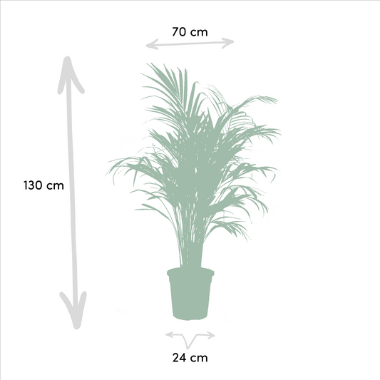 Goldfruchtpalme & Palmlilie Set – Luftreinigend, 100-130 cm