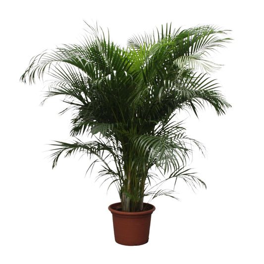 Goldpalme 230 cm – Tropische, pflegeleichte Zimmerpflanze