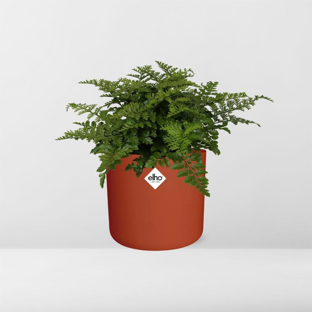 Asplenium Parvati in ELHO b.for soft rond 14cm brique