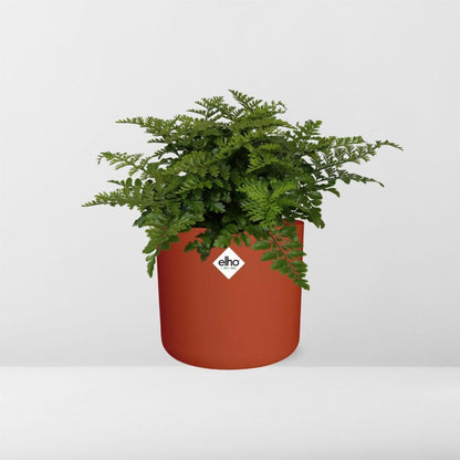 Asplenium Parvati in ELHO b.for soft rond 14cm brique