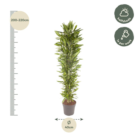 Drachenbaum Cintho – 210 cm pflegeleichte Zimmerpflanze