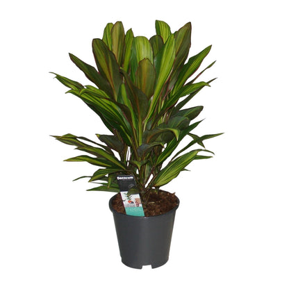 Cordyline Kiwi - Ø19cm - ↕55cm