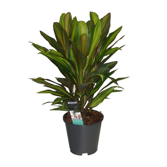 Cordyline Kiwi - Ø19cm - ↕55cm