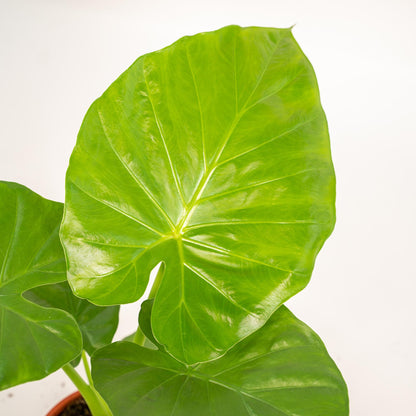 Alocasia Macrorrhiza - Ø19cm - ↕70cm + Korb Selin