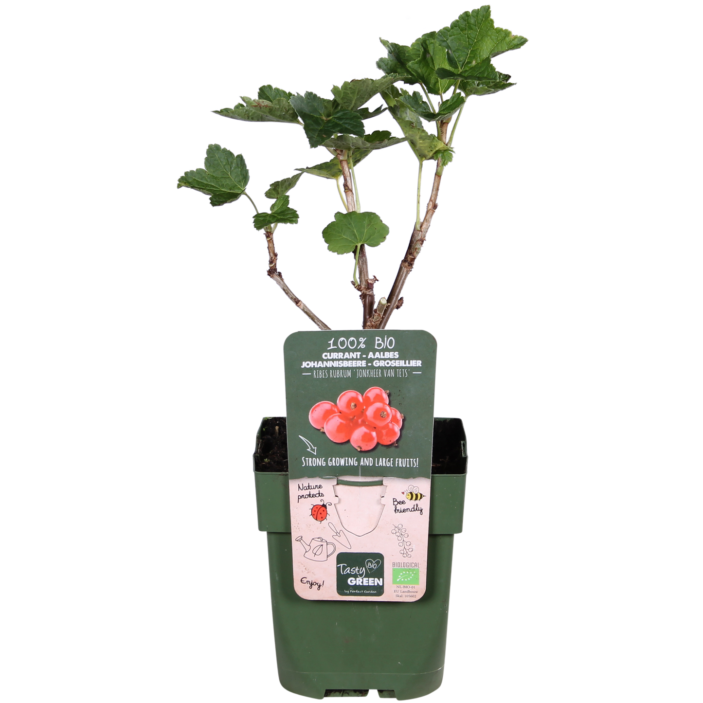 Ribes rubrum 'Jonkheer van Tets' - Ø13cm - ↕45cm