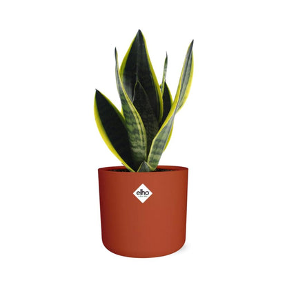 Sansevieria Futura Superba in ELHO b.for soft rond 14cm brique