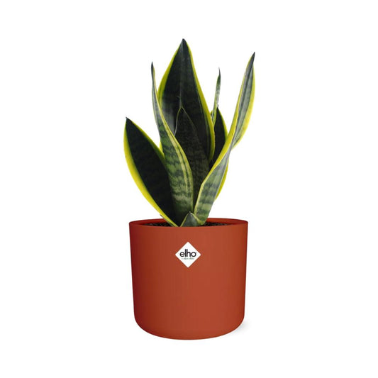 Sansevieria Futura Superba in ELHO b.for soft rond 14cm brique