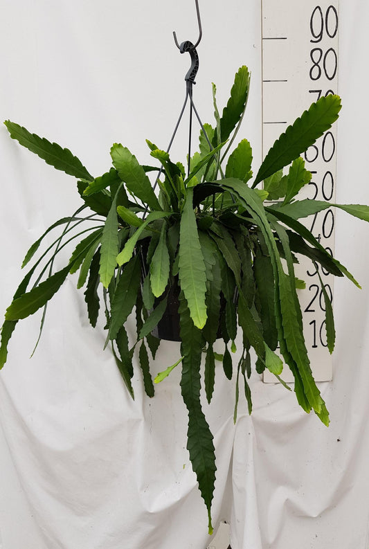 Lepismium Houletianum - Ø25cm - ↕50cm