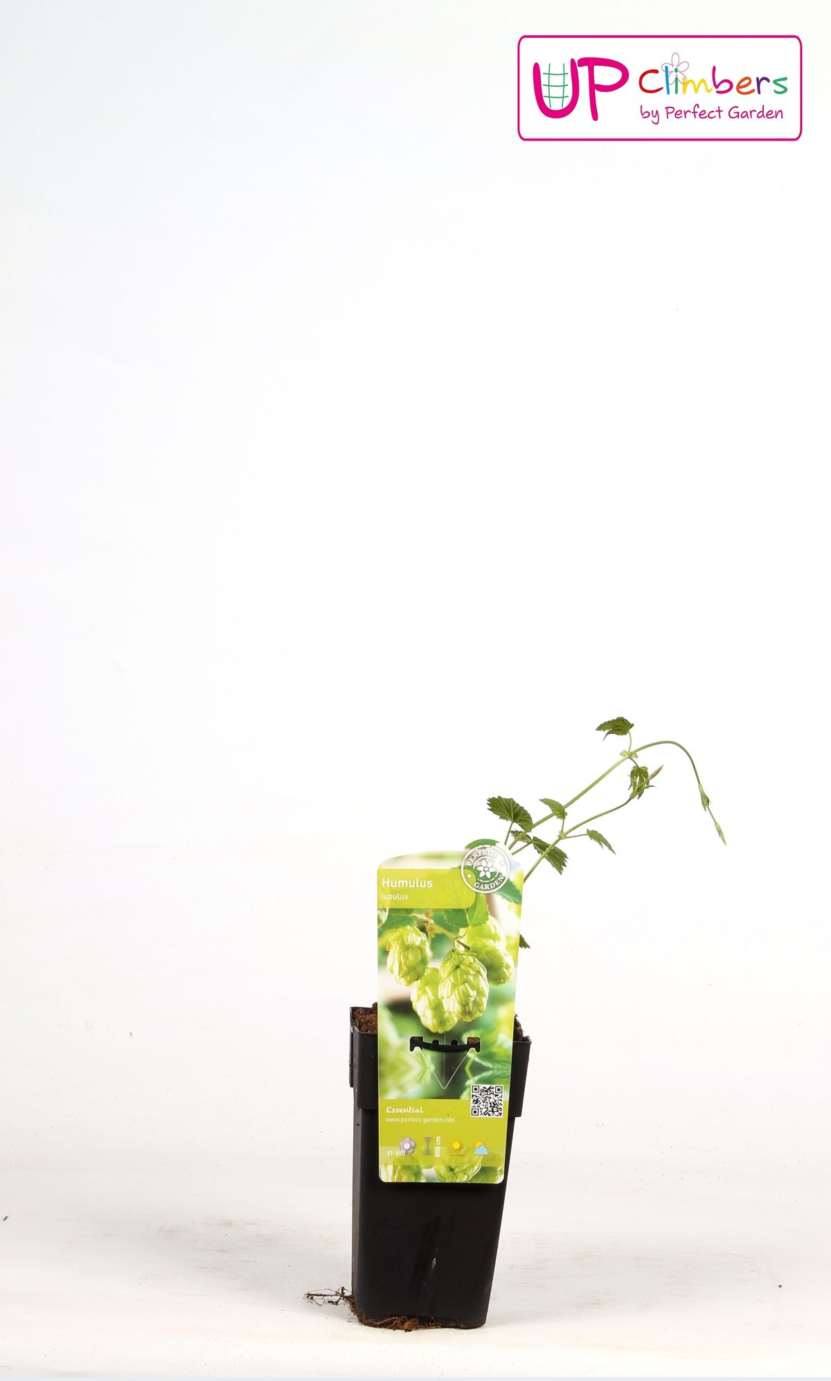 Humulus lupulus 'Nordbrau' - Bierpflanze / Hopfenpflanze - Ø15cm - ↕65cm