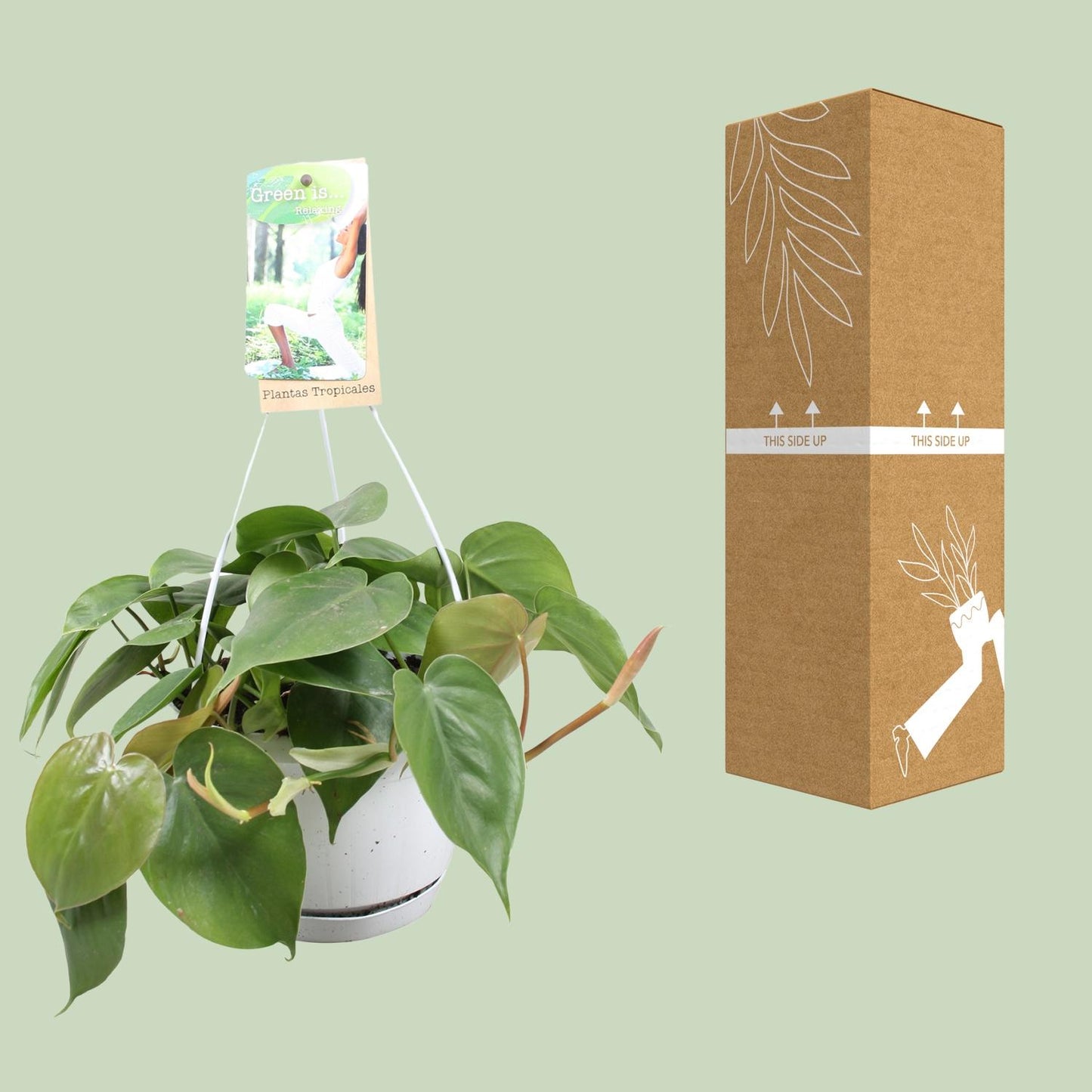Philodendron Scandens - Ø17cm - ↕20cm