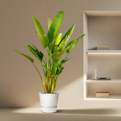Weißer Paradiesvogel XXL – Strelitzia Augusta 225 cm