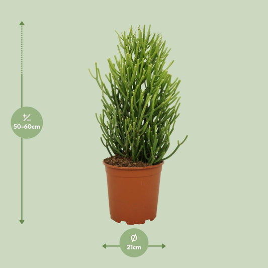 Euphorbia Tirucalli - Ø21cm - ↕60cm