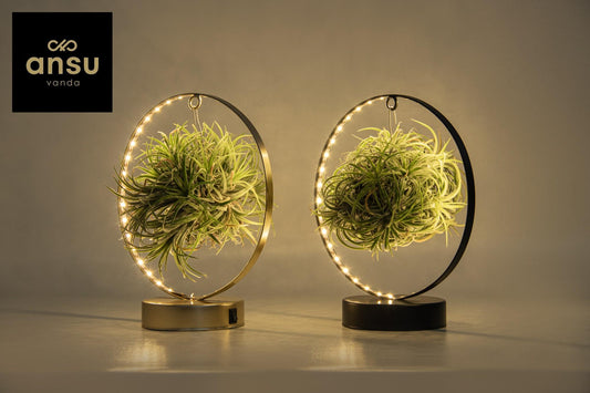Tillandsia Led Edition Mix - 2 Stücke - Ø11 cm - ↕23 cm