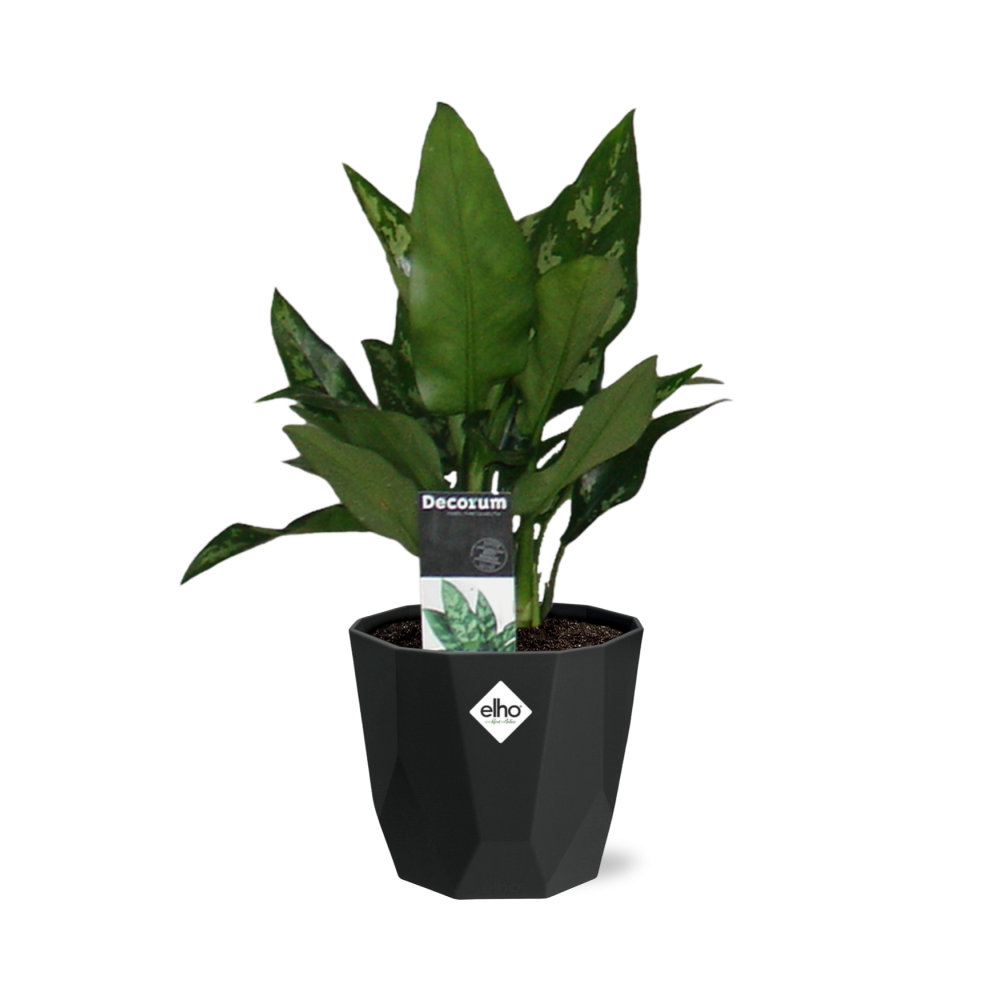 Aglaonema Maria in 14cm b.for rock living black