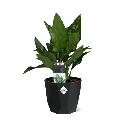 Aglaonema Maria in 14cm b.for rock living black