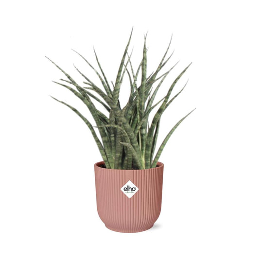 Sansevieria Fernwood Punk in ELHO Vibes Fold 14cm roze