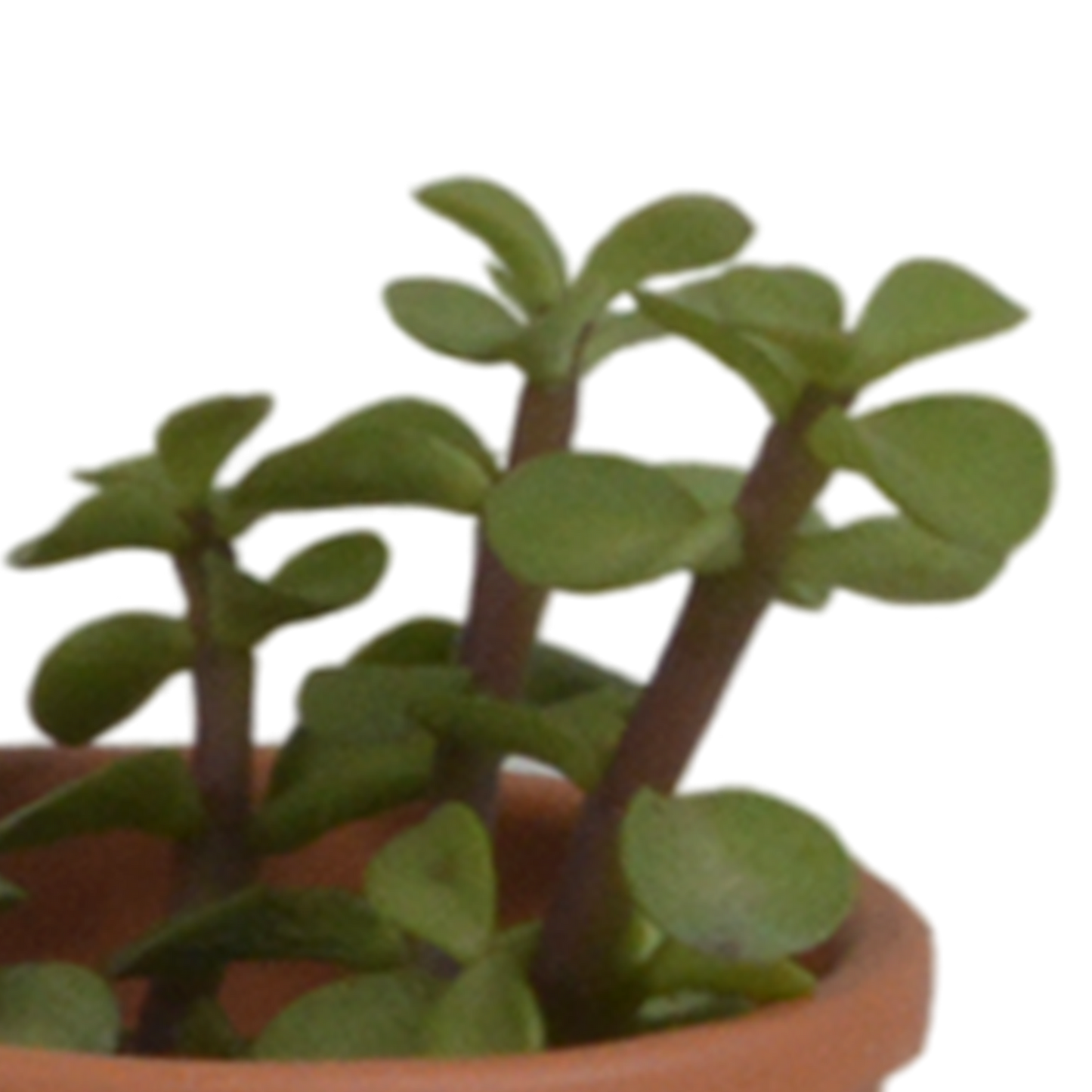 Vetplanten-Mischung 5,5 cm - 5x - in terracotta pot