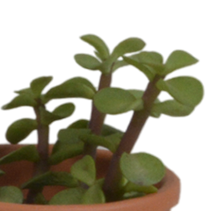 Vetplanten-Mischung 5,5 cm - 5x - in terracotta pot