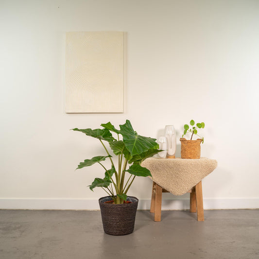 Alocasia Portodora - Ø21cm - ↕80cm + Korb Igmar