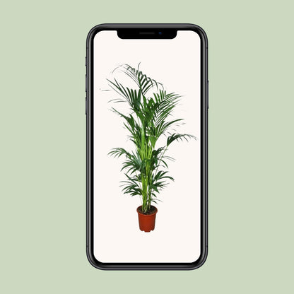 Howea - Ø27cm - ↕200cm