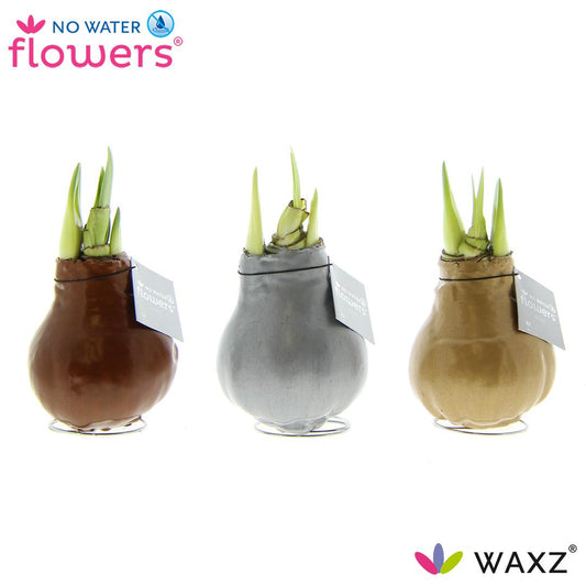 No Water Flowers Waxz Metallic Gold / Silver / Copper - 3 Stücke - Ø7 cm - ↕15 cm