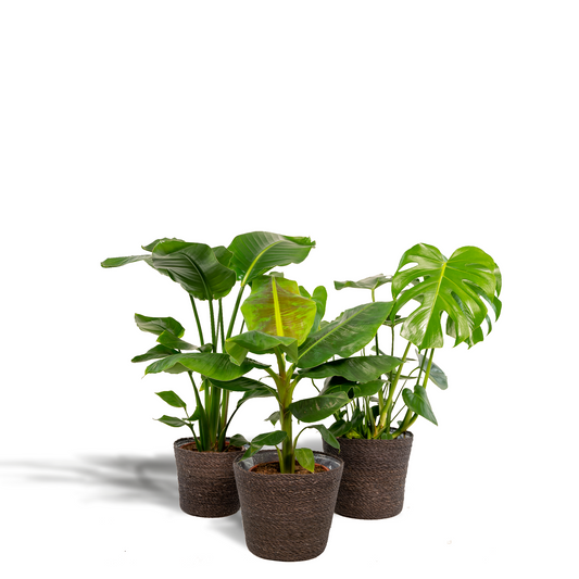 Monstera Deliciosa - Ø21cm - ↕75cm + Musa Dwarf Cavendish - Ø21cm - ↕85cm + Strelitzia Nicolai - Ø19cm - ↕90cm + Korb Igmar