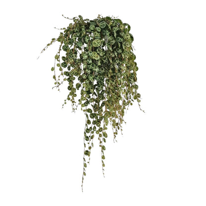 Peperomia Prostrata - Ø11cm - ↕20cm