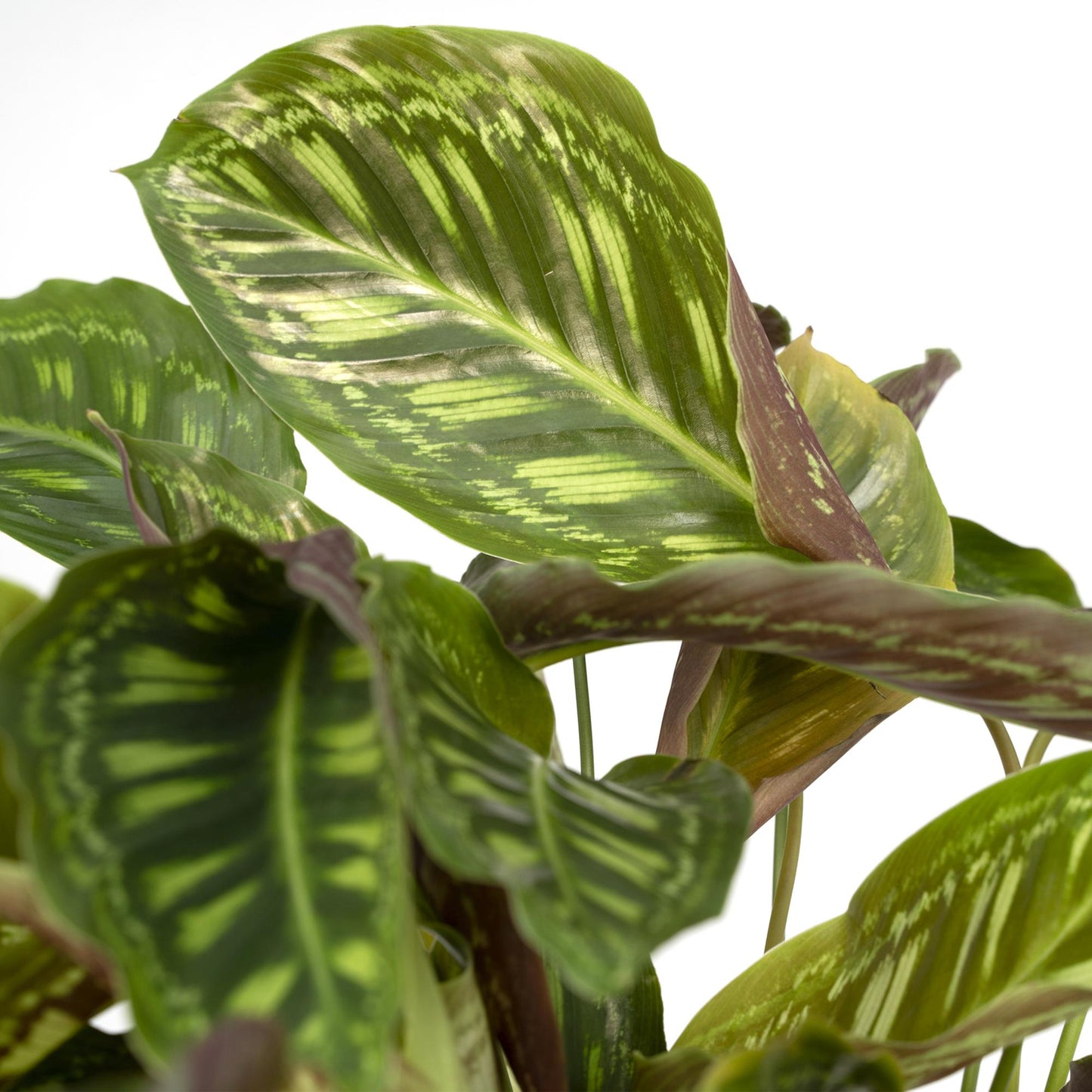 Calathea Flamestar - Pfauenpflanze - Ø19cm - ↕75cm