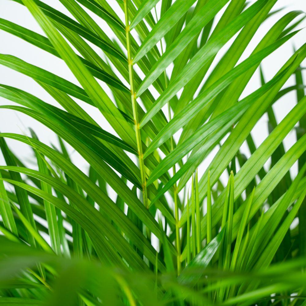 Areca Palme 110 cm – Stilvolle Goldfruchtpalme mit Korb