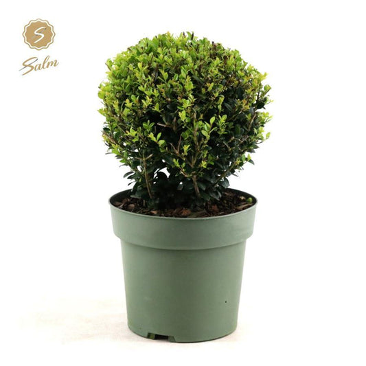 Ilex Crenata 'Jenny'® Ball Ø20cm P17 (+Sticker) - Ø17cm - ↕40cm