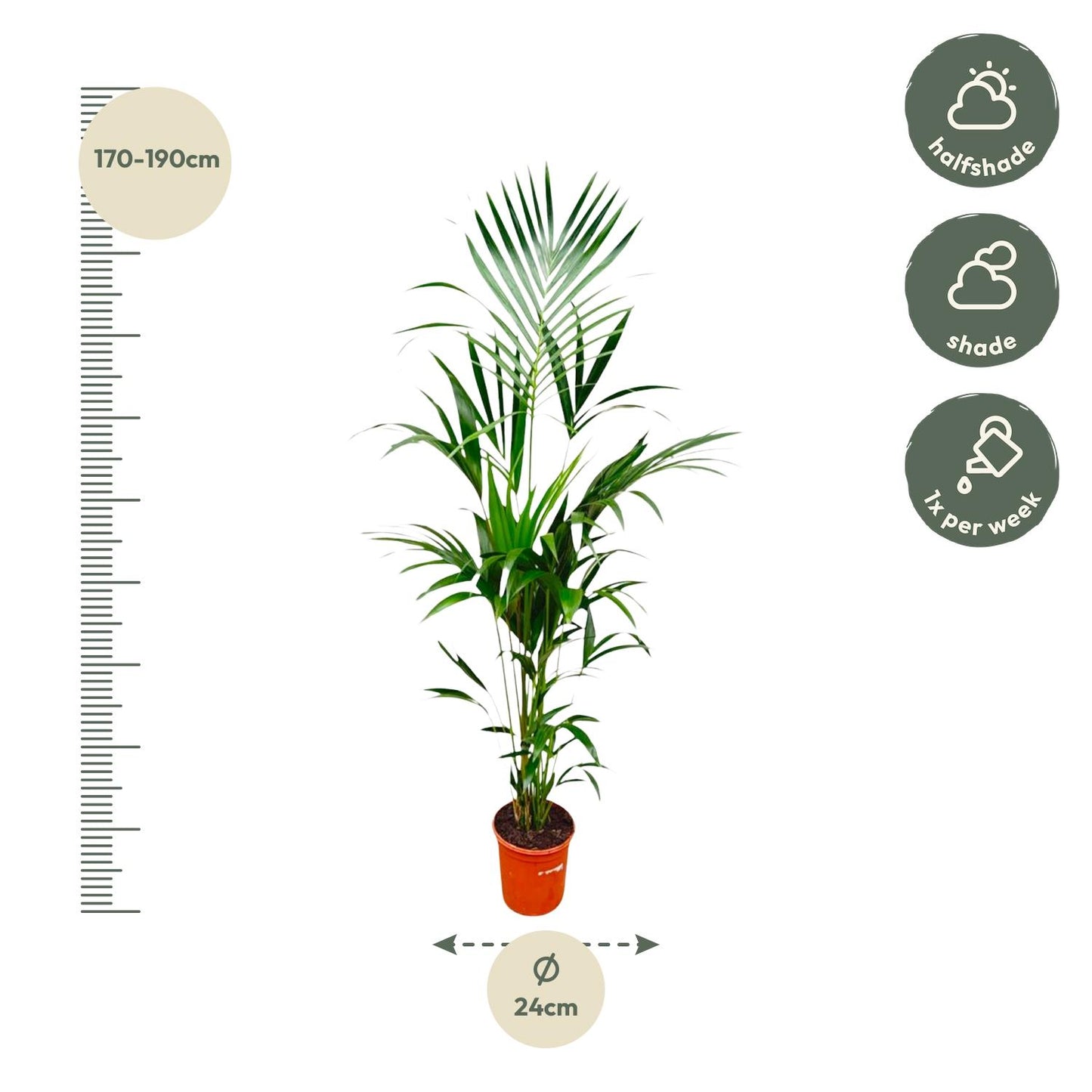 Kentia Palme 180 cm – Pflegeleichte tropische Zimmerpflanze