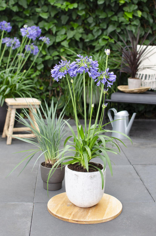 Agapanthus 'Ever Sapphire' - Ø19cm - ↕30cm