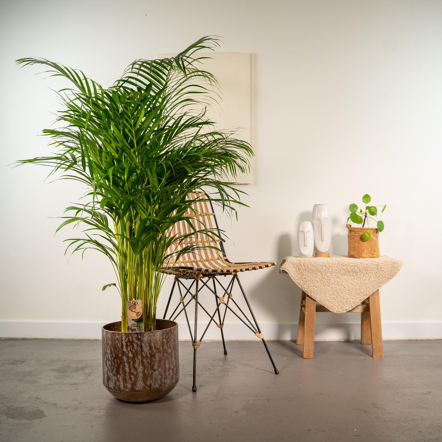 Goldfruchtpalme 130 cm – Stilvolle Areca-Palme im Topf
