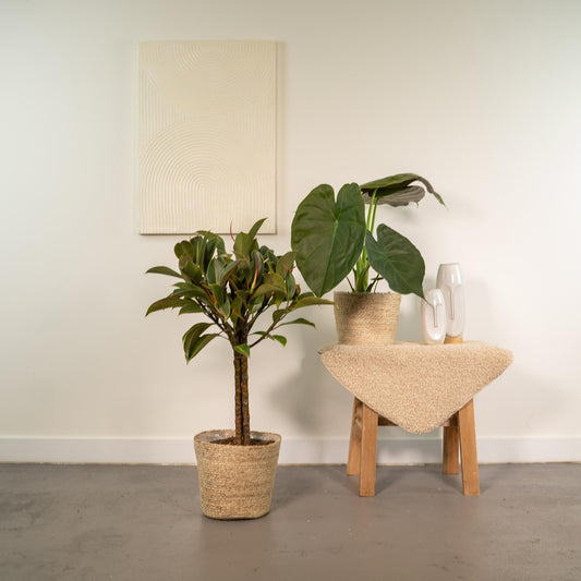 Ficus Elastica Melany - Ø21cm - ↕85cm + Alocasia Wentii - Ø19cm - ↕60cm + Korb Selin